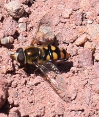 Eupeodes flukei