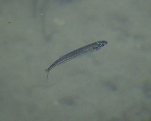 Sand Smelt