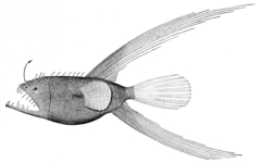 Fanfin Angler photo 3