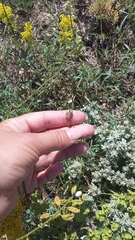 Nigella nigellastrum