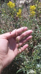 Nigella nigellastrum