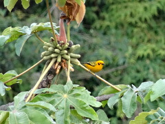 Tangara arthus