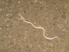 Hypsiglena chlorophaea loreala