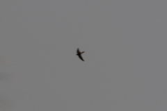 Aerodramus spodiopygius