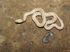 Hypsiglena chlorophaea loreala