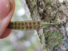 Microgramma lycopodioides
