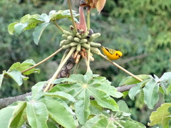 Tangara arthus
