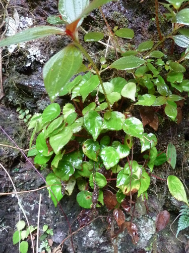Begonia quadrialata