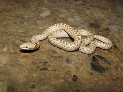 Hypsiglena chlorophaea loreala