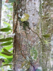 Microgramma lycopodioides