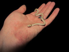 Hypsiglena chlorophaea loreala