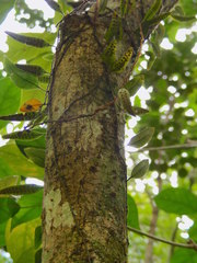 Microgramma lycopodioides