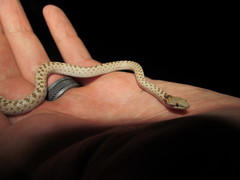 Hypsiglena chlorophaea loreala