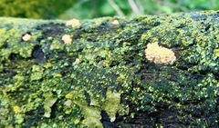 Xylaria flabelliformis