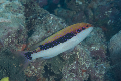 Variola louti