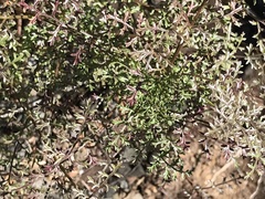 Cymopterus terebinthinus californicus