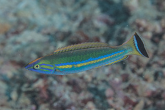 Pseudojuloides splendens