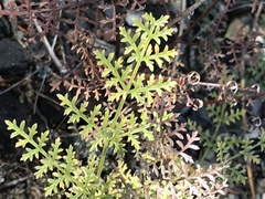 Cymopterus terebinthinus californicus