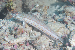 Parapercis clathrata