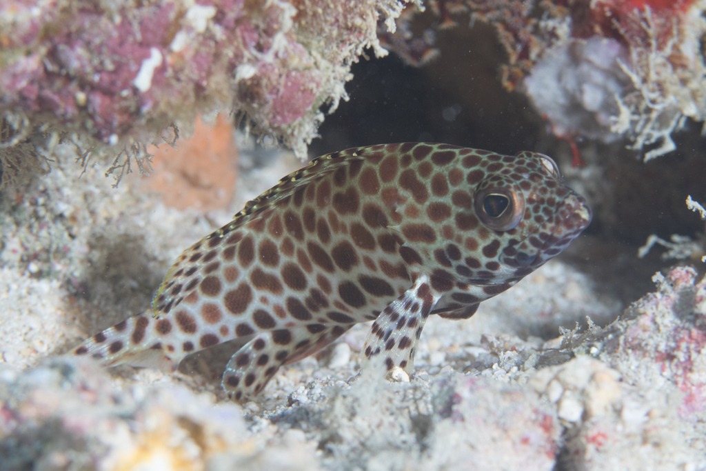 Honeycomb Grouper Epinephelus Merra Inaturalist Nz