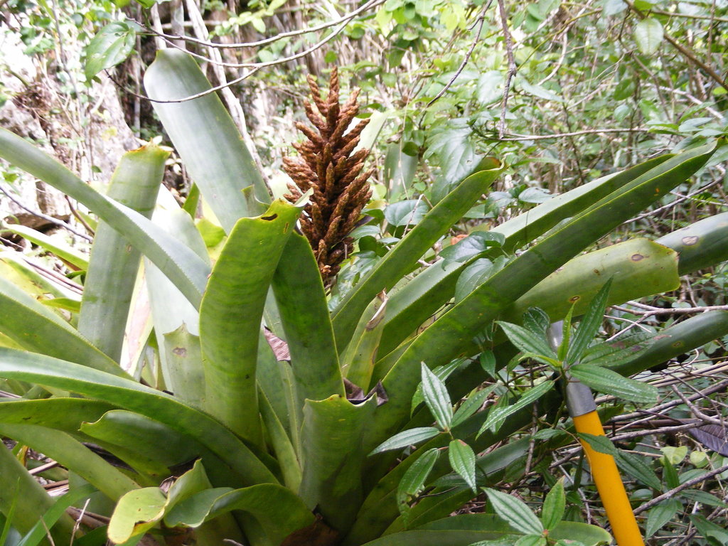Wittmackia urbaniana