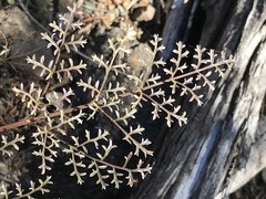 Cymopterus terebinthinus californicus