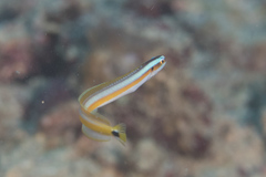 Gunnellichthys curiosus