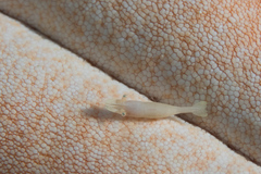 Zenopontonia soror