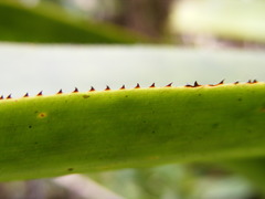 Wittmackia urbaniana