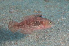 Oxycheilinus bimaculatus