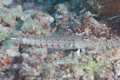 Parapercis clathrata
