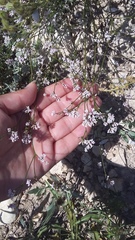 Asperula supina