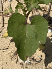 Xanthium strumarium canadense