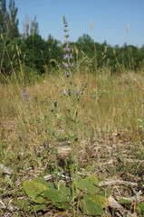 Salvia virgata