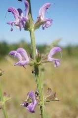 Salvia virgata