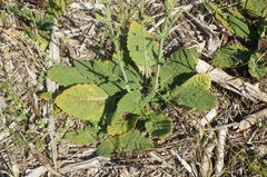 Salvia virgata