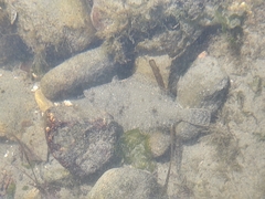 Lepidopsetta