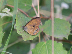 Coenonympha oedippus