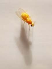 Chyromyidae