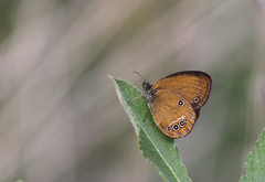 Coenonympha oedippus