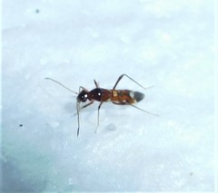 Sericophanes heidemanni