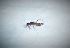 Sericophanes heidemanni