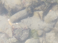 Lepidopsetta