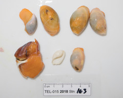 Scaphander punctostriatus