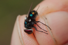 Chrysomya chloropyga