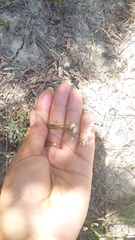 Asperula supina