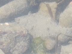 Lepidopsetta