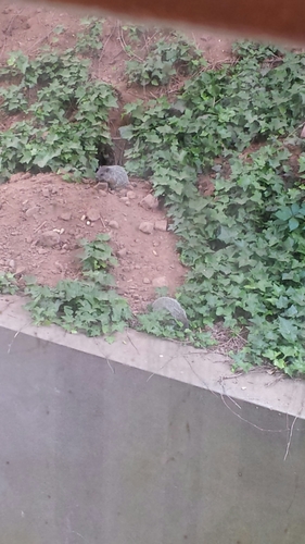 photo of Groundhog (Marmota monax)