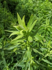 Solidago altissima