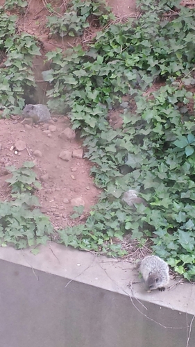 photo of Groundhog (Marmota monax)